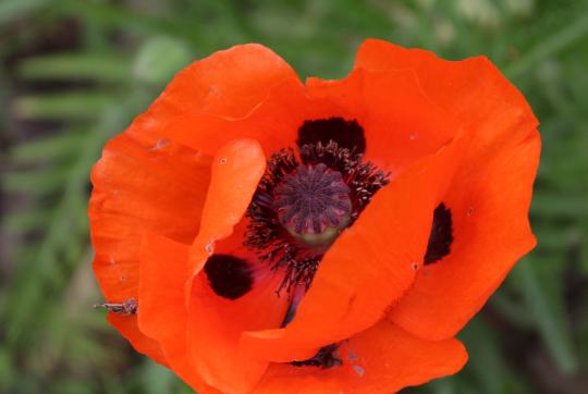 Mohn