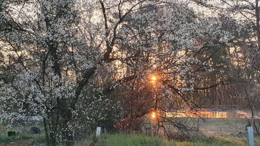 Fr&uuml;hling